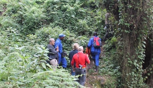 gorilla trekking