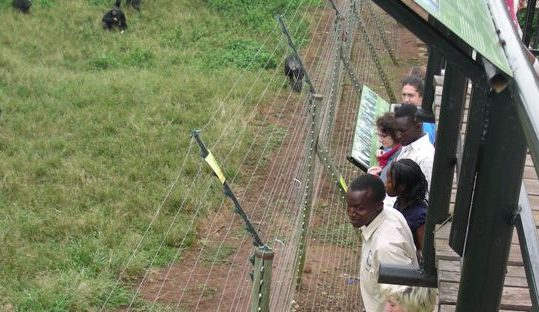 viewing-chimps-ngamba
