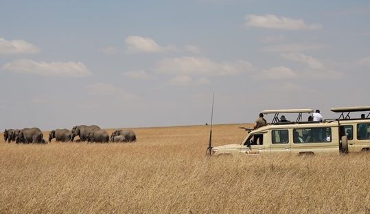 watching elephants in masai mara