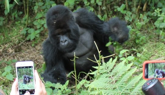 watching the gorilla rwanda