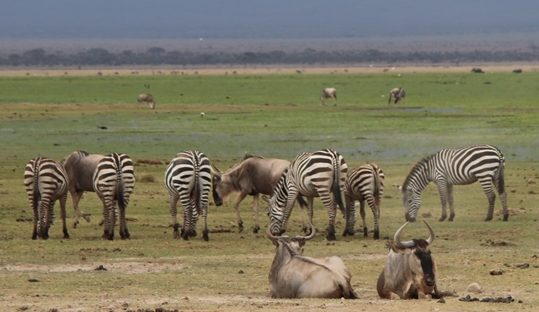 wildlife amboseli