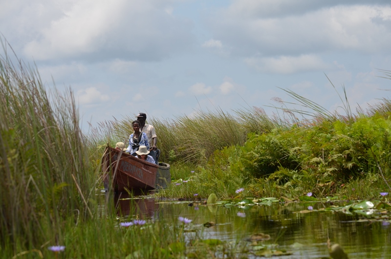 birding in mabamba wetland