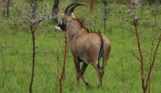 roan antelope