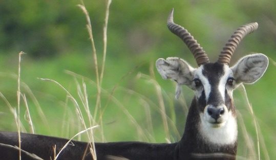 white-eared kob in Kidepo Valley National Park