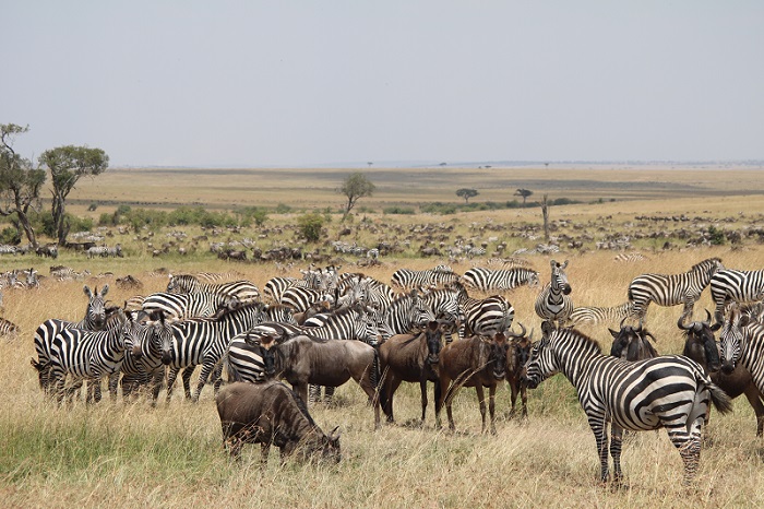 Masai Mara National Reserve in Kenya
