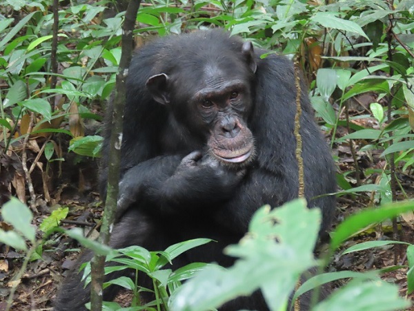 chimp in Kibale forest