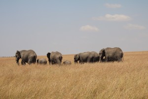 elephants in the Mara