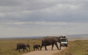 game drive in Amboseli