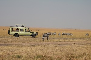 game drive in the Mara
