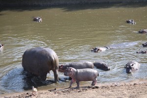Hippos in the Mara