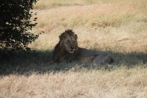 lion in the Mara
