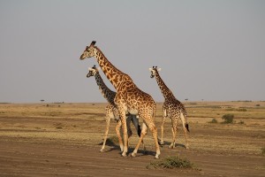 Masai giraffe in the Mara
