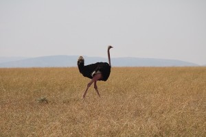 Ostrich in the Mara