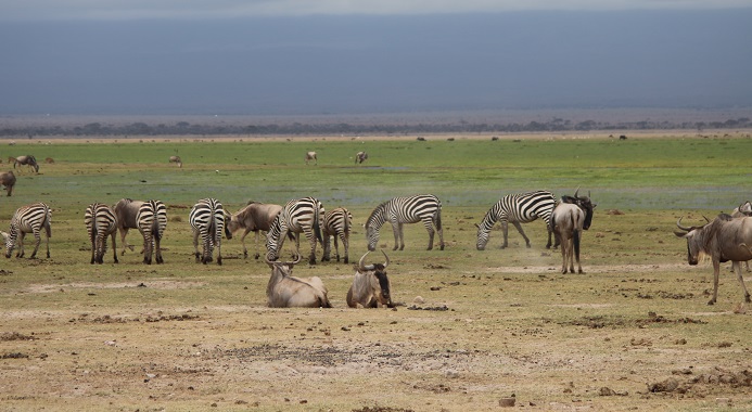Animals in Amboseli National Park
