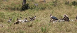 vultures in the Mara